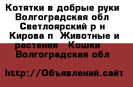 Котятки в добрые руки - Волгоградская обл., Светлоярский р-н, Кирова п. Животные и растения » Кошки   . Волгоградская обл.